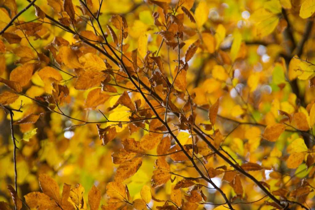 Herbstblätter im Wald – outdoor